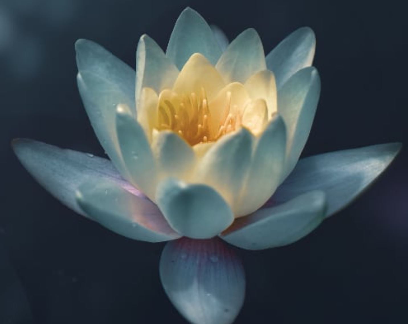 Cours de yoga Viniyoga
Ecole de Formation